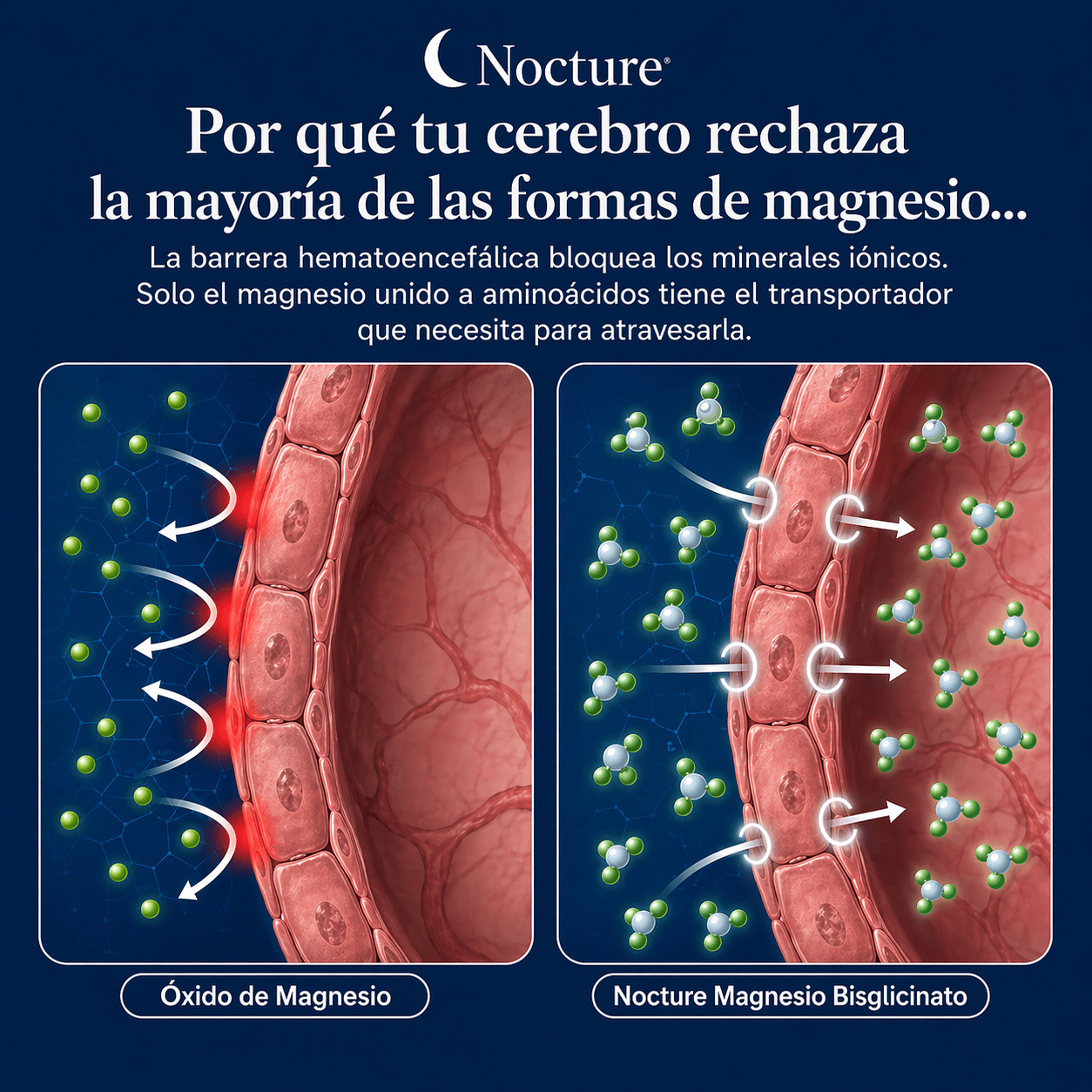 Nocture | Gomitas de bisglicinato de magnesio - Nocture